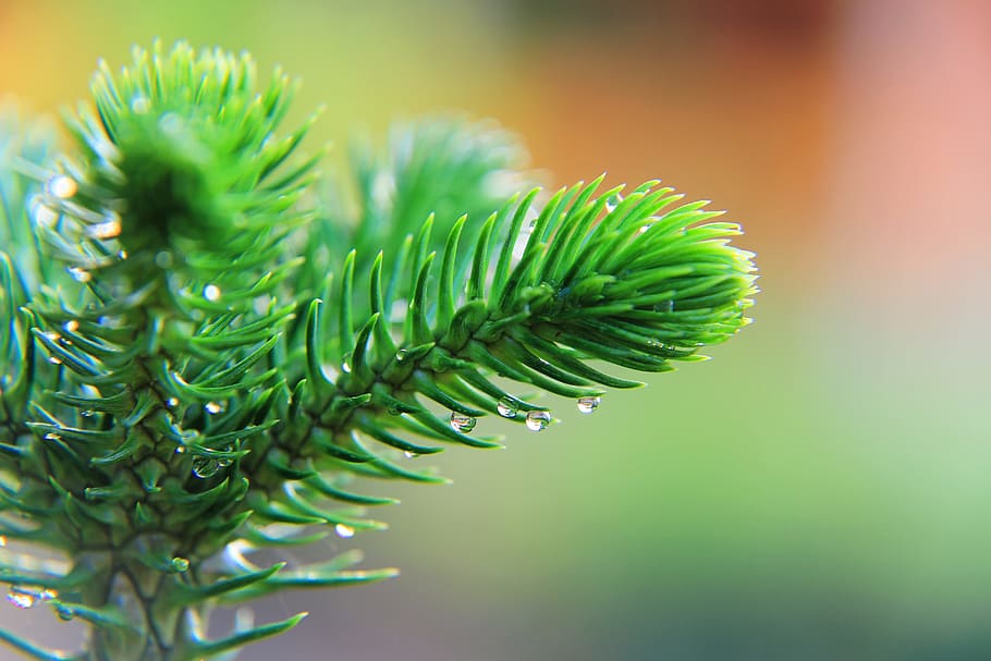 differentieret, træ, Skov, blad, Thailand, natur, vand, frisk, grøn, plante, dråbe, udendørs, friskhed, have, forår, naturlig, farve, lyse, grøn farve, tæt på, fyrretræ, ingen mennesker, fokus på forgrunden, plante del, vækst, skønhed i naturen, nåletræ, Pinaceae, selektiv fokusering, afdeling, dag, nål - plante del, ro, 5K