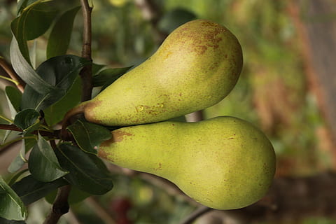 pera, fruita, peres, menjar i beguda, menjar, color verd, alimentació saludable, cap gent, planta, primer pla, full, creixement, part de la planta, frescor, centrar-se en primer pla, naturalesa, benestar, a l'aire lliure, dia, arbre, bellesa a la natura, madur, 5K, CC0, domini públic, lliure de regalies