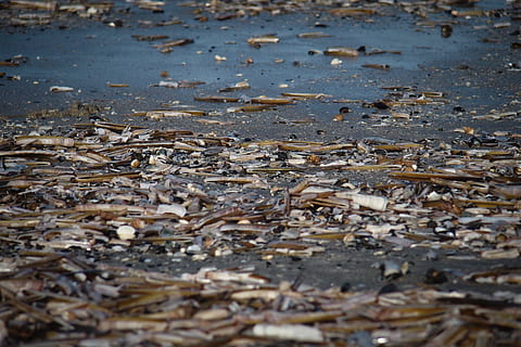 Muscheln, Strand, Küste, Natur, draußen, Wasser, Meer, keine Leute, Tag, Nahansicht, Schmutz, Verschmutzung, Land, nass, schmutzig, selektiver Fokus, Vollbild, Pfütze, unordentlich, Wasserverschmutzung, Umweltprobleme, unhygienisch, Oberflächenniveau, Schlamm, Blätter, 4K, CC0, gemeinfrei, lizenzfrei