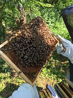 api, apicoltore, Favo, alveare, mano umana, apicoltura, mano, ape, parte del corpo umano, una persona, detenzione, cibo, persone reali, giorno, invertebrato, insetto, animali allo stato selvatico, persona irriconoscibile, fauna selvatica, gruppo di animali, grande gruppo di animali, all'aperto, arto umano, 2K, CC0, dominio pubblico, privo di copyright