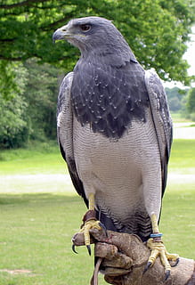 negru, pieptul, Buzzard, vultur, vânătoare cu șoimi, pasăre de pradă, prădător, Instruire, animale tematice, animal, un animal, animale în sălbăticie, animale sălbatice, pasăre, animale vertebrate, zi, plantă, să se concentreze asupra primelor elemente, iarbă, natură, camp, stinghie, copac, nici o persoana, a închide, teren, în aer liber, 1080P, CC0, domeniu public, fără drepturi de autor