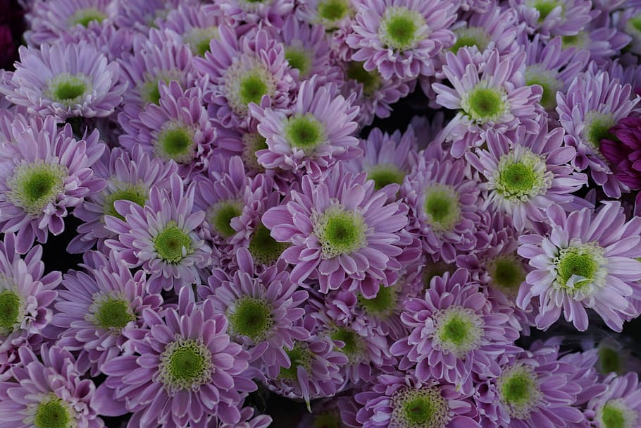 spirende, daisy, grøn, gul, blomst, have, blomstrende, friske klip, blomsterhandler, blomstrende plante, friskhed, sårbarhed, skrøbelighed, plante, skønhed i naturen, kronblad, blomsterhoved, tæt på, blomsterstand, fuld ramme, vækst, ingen mennesker, baggrunde, lyserød farve, natur, høj vinkel visning, dag, udendørs, lilla, forår, blomster arrangement, buket, 5K