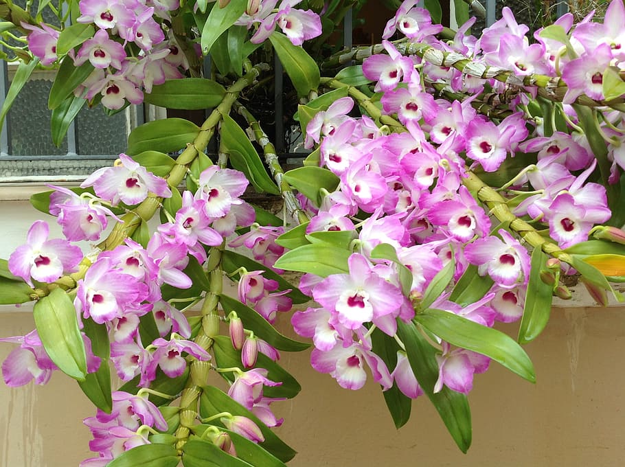 orchidee, divine, esuberanza, fiore, colore rosa, natura, pianta, viola, testa di fiore, petalo, foglia, primavera, freschezza, fiorire, estate, botanica, colore verde, nessuno, crescita, pianta fiorita, vulnerabilità, fragilità, bellezza nella natura, avvicinamento, infiorescenza, giorno, parte vegetale, composizione floreale, un mazzo di fiori, mazzo, lilla, 2K