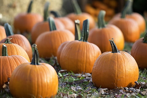 superficiale, fotografia a fuoco, arancia, zucche, mazzo di zucche, zucca, verdura, erba, campo, cibo e bevande, cibo, autunno, agricoltura, celebrazione, grande gruppo di oggetti, natura, giorno, colore arancione, nessuno, mangiare sano, concentrarsi sulle conoscenze acquisite, biologico, pianta, azienda agricola, raccolta, Halloween, freschezza, all'aperto, 5K, CC0, dominio pubblico, privo di copyright