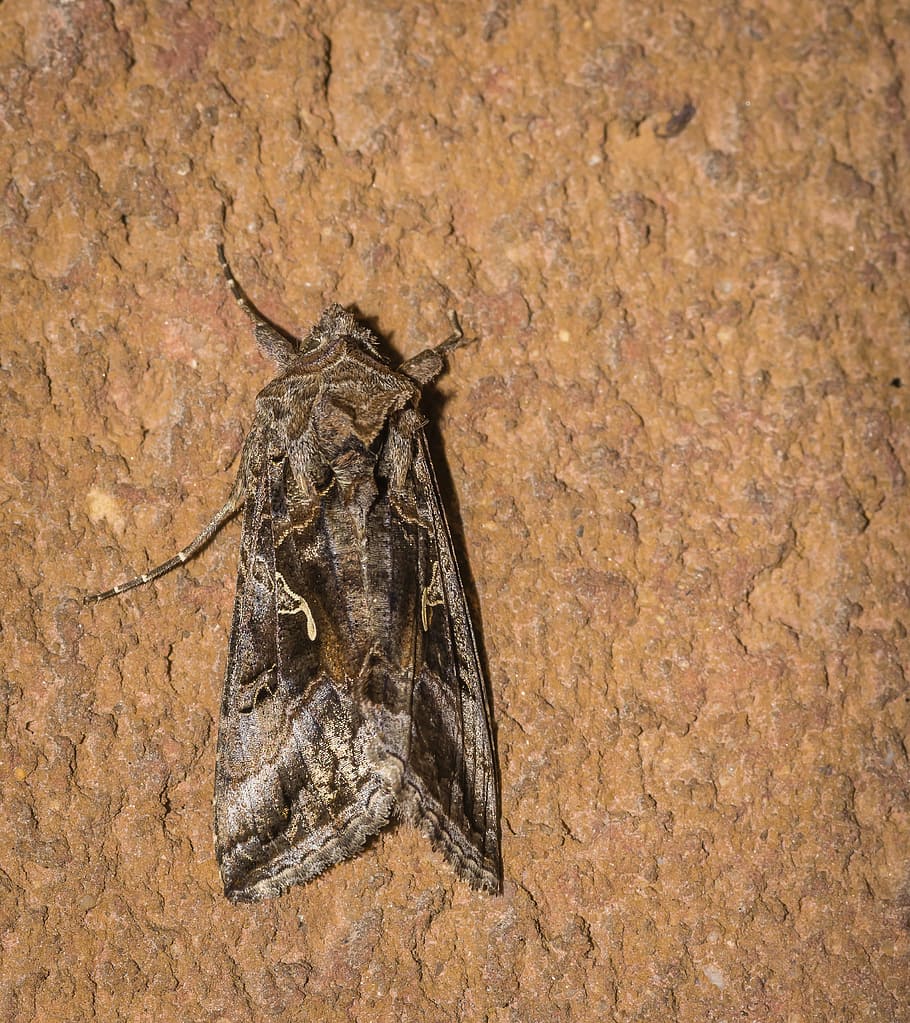 mol, lepidoptera, noc, den, volně žijících živočichů, hmyz, evropský, krásné zlaté y, zvířat, zvíře, zvířata ve volné přírodě, jednoho zvířete, bezobratlý, detail, nikdo, Příroda, vysoký úhel pohledu, venku, přímo nad, plná délka, zoologie, zvířecí křídlo, nástěnný prvek, pevný, 2K