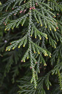 Zweig, Baum, Hintergrund, Postkarten, Grün, Jahreszeit, Gruß, Karten, Natur, grüne Farbe, Pflanze, Reinheit, Pflanzenteil, Blatt, Wachstum, Nahansicht, keine Leute, Ast, selektiver Fokus, Nadelbaum, Schönheit in der Natur, Fokus auf den Vordergrund, Tag, Kiefer, draußen, Vollbild, Tannenbaum, Pinaceae, Nadel - Pflanzenteil, 4K, CC0, gemeinfrei, lizenzfrei