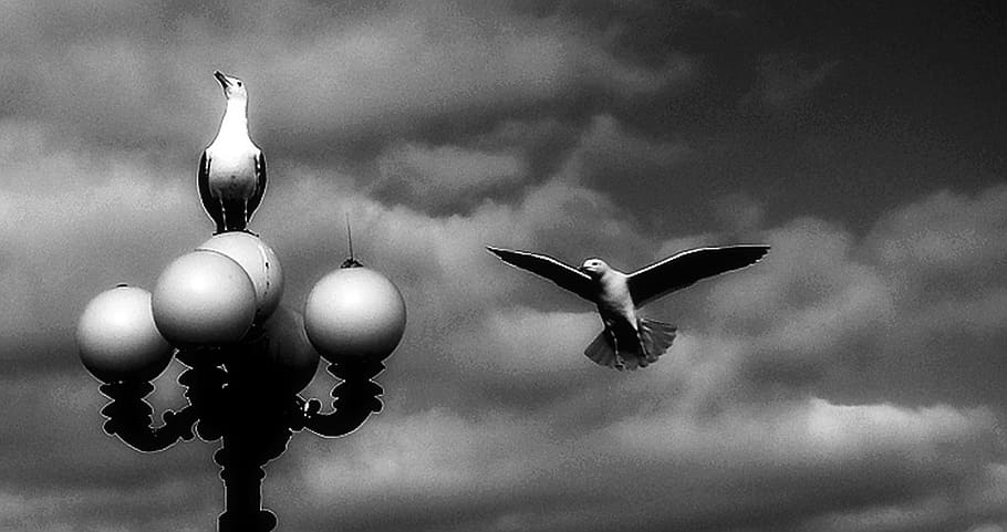 Himmel, Wolken, fliegen, Natur, Möwe, Schwebeflug, Vogel, Wirbeltier, Tiere in freier Wildbahn, fliegend, Tierthemen, Tier, Tierwelt, wolke - himmel, die Flügel ausbreiten, ein Tier, keine Leute, Flachwinkelansicht, Tag, draußen, in der Luft, Vogelschwarm, 5K