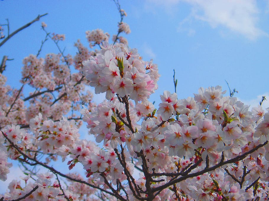 wiśnia, wiśnia, kwiaty wiśni, wiosna, różowy, wiśnia, kwiaty, naturalny, roślina, Japonia, sakura, japonia kwiat, k, wiosenne kwiaty, widoki Japonii, kwiat, kwitnąć, kruchość, drzewo, Oddział, roślina kwitnąca, świeżość, wzrost, piękno natury, wrażliwość, niebo, Natura, niski kąt widzenia, Kwiat Wiśni, dzień, zbliżenie, żadnych ludzi, drzewo owocowe, Wiśniowe drzewo, na dworze, bukiet kwiatów, głowa kwiatu, 1080P