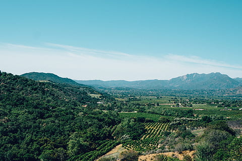 landscape, vineyard, landscape, vineyard, scenics - nature, sky, environment, beauty in nature, mountain, tranquil scene, plant, land, tranquility, nature, tree, green color, no people, day, growth, agriculture, field, rural scene, idyllic, mountain range, outdoors, plantation, tea crop, 1080P, CC0, public domain, royalty free