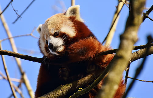 baix, angle, vermell, panda, branca d'un arbre, panda vermell, portar gat, Guineu del foc, ailurus fulgens, depredador, mamífer, himalayas, Xina del sud-oest, Xina, gos d'or, zoo, hellabrunn, tierpark hellabrunn, munich, temes d'animals, un animal, animal, fauna animal, branca, arbre, animals a la natura, panda - animal, planta, cap gent, vista d’angle baix, primer pla, centrar-se en primer pla, naturalesa, vertebrats, dia, mirant cap a fora, mirant, a l'aire lliure, bigotis, cap d’animals, 4K, CC0, domini públic, lliure de regalies
