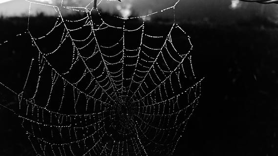 telaraña, web, negro, Rocío, en blanco y negro, belice, Mañana, Morgen, fragilidad, de cerca, centrarse en primer plano, modelo, soltar, vulnerabilidad, nadie, naturaleza, mojado, agua, al aire libre, patrón natural, belleza en la naturaleza, día, araña, tranquilidad, intrincación, complejidad, fondo negro, concéntrico, gota de agua, 5K, CC0, dominio público, libre de derechos