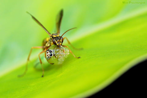 error, insecte, n, naturalesa, invertebrat, temes d'animals, fauna animal, primer pla, animal, animals a la natura, un animal, enfocament selectiu, part de la planta, full, color verd, cap gent, part del cos dels animals, dia, planta, a l'aire lliure, creixement, artròpode, ull d’animals, 2K, CC0, domini públic, lliure de regalies