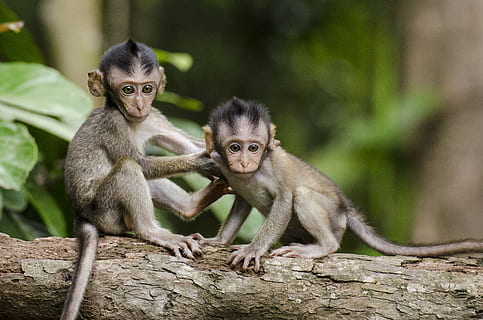 dos, monos bebés, gris, rama de árbol, monos, árbol, vástago, rama, mono, hoja, primate, mamífero, animal, fauna silvestre, Asia, macaco, naturaleza, bosque tropical, linda, animal joven, madre, animales en la naturaleza, cara humana, al aire libre, fauna animal, sentado, grupo de animales, vertebrado, dos animales, gente, joven, bebé, centrarse en primer plano, familia de animales, cuidado, 4K, CC0, dominio público, libre de derechos
