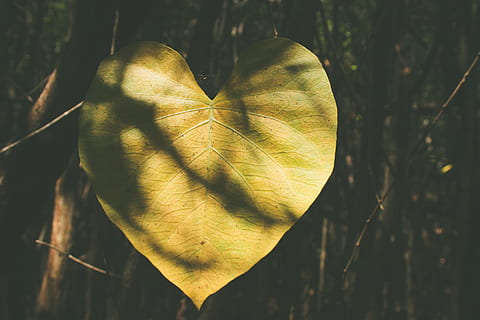 makro fotoğraf, kahverengi, ovale leaf plant, makro çekim fotoğrafçılık, yeşil, Yaprak, yeşil Yaprak, bitki, kapatmak, Fotoğraf, kalp şekli, gölge, ağaç, doğa, orman, insansız, Sarı, açık havada, sonbahar, bitki bölümü, büyüme, ön plana odaklanmak, gün, Güvenlik açığı, doğada güzellik, kırılganlık, Güneş ışığı, huzur, ağaç gövdesi, yaprak damarı, yapraklar, 4K, CC0, kamu malı, telif ücretsiz