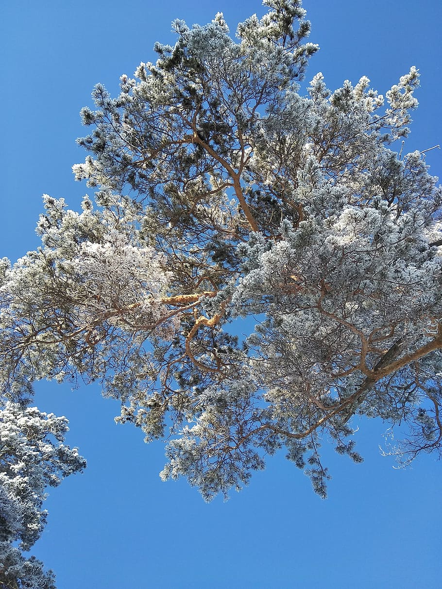 sosna, zima, zima, las, drzewo, zimowy, zimowy las, Natura, zimno, żywa natura, drzewo iglaste, zimowy krajobraz, niebo, pnie drzew, kwiat, niski kąt widzenia, Oddział, niebieski, roślina, piękno natury, wzrost, kwitnąć, czyste Niebo, roślina kwitnąca, dzień, wiosna, kruchość, wrażliwość, świeżość, żadnych ludzi, biały kolor, Kwiat Wiśni, na dworze, Wiśniowe drzewo, 4K