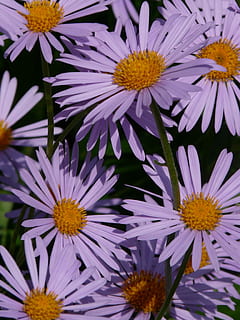 Smooth, Leaf, Aster, smooth leaf aster, herbstaster, flower, bloom, flowers, ornamental plant, purple, violet, flora, colorful, color, bee, symphyotrichum novi belgii, rau leaf aster, symphyotrichum novae angliae, composites, asteraceae, shrub, petal, flower head, fragility, beauty in nature, flowering plant, vulnerability, freshness, plant, growth, inflorescence, close-up, full frame, yellow, pollen, nature, backgrounds, no people, daisy, outdoors, 2K, CC0, public domain, royalty free