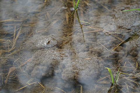 granota, amfibis, ou, spawn, gripau, estany, nedar, criatura d’aigua, tancar, aigua, naturalesa, a l'aire lliure, un animal, animals a la natura, temes d'animals, fauna animal, animal, planta, cap gent, creixement, vista d’angle alt, dia, primer pla, terra, sec, sòlid, part de la planta, camp, grup d’animals, planta morta, 5K, CC0, domini públic, lliure de regalies