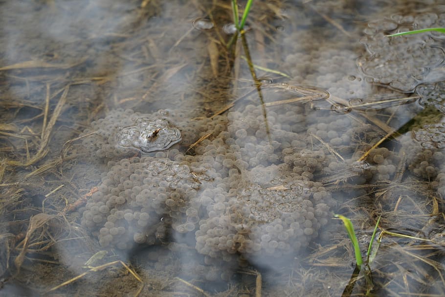 granota, amfibis, ou, spawn, gripau, estany, nedar, criatura d’aigua, tancar, aigua, naturalesa, a l'aire lliure, un animal, animals a la natura, temes d'animals, fauna animal, animal, planta, cap gent, creixement, vista d’angle alt, dia, primer pla, terra, sec, sòlid, part de la planta, camp, grup d’animals, planta morta, 5K