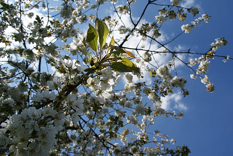 kirsebær, blomster, tre, himmel, vår, blomstring, hvit, frukthage, mot dagen, lys og skygge, glede, hage, natur, gren, anlegg, blomstrende plante, lav vinkel visning, skjørhet, skjønnhet i naturen, friskhet, blomst, sårbarhet, vekst, blomstre, våren, hvit farge, dag, ingen folk, nærbilde, kvist, utendørs, blomsterhodet, kirsebærblomst, kirsebærtre, 4K, CC0, offentlig domene, opphavsrett gratis
