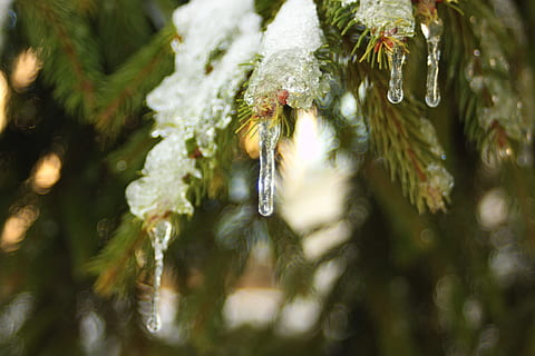 gel, neu, arbre, pi, primer pla, gelades, hivern, fred, nevades, ze, congelat, naturalesa, planta, aigua, tirar, cap gent, arbre de coníferes, enfocament selectiu, bellesa a la natura, temperatura de fred, branca, medi ambient, humit, dia, a l'aire lliure, agulla - part de la planta, avet, nevar, gota de pluja, cargol, 4K, CC0, domini públic, lliure de regalies