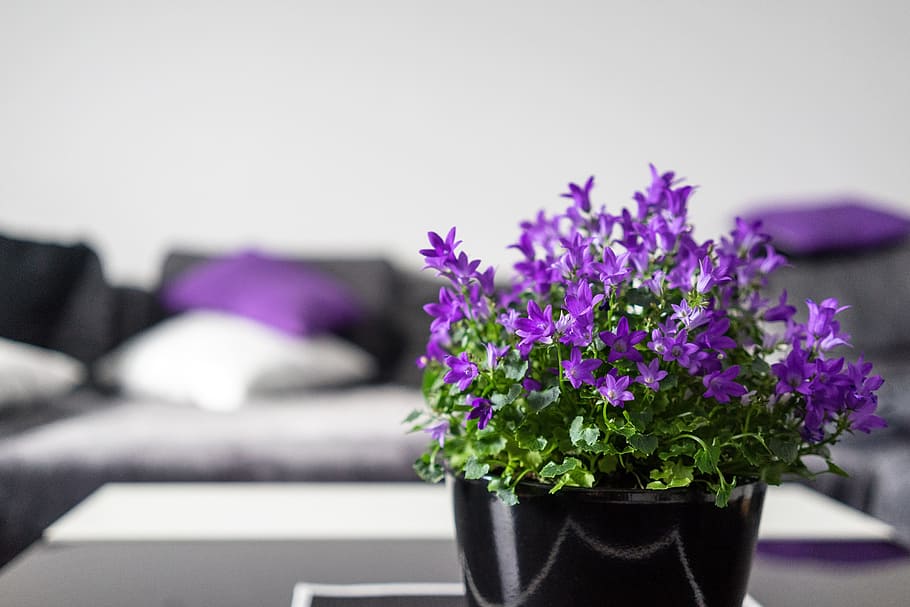 verde, pianta lasciata, viola, fiore, nero, pentola, interno, impostare, fiori, soggiorno, strutture, arredamento, interior design, bokeh, dentro, atmosfera, pianta, nessuno, in casa, decorazione, vaso di fiori, natura, vaso, mazzo, avvicinamento, pianta fiorita, freschezza, vulnerabilità, concentrarsi sulle conoscenze acquisite, fragilità, tavolo, bellezza nella natura, mobilia, messa a fuoco selettiva, giorno, pianta in vaso, testa di fiore, composizione floreale, 5K
