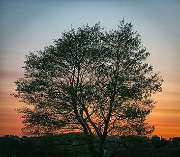 solnedgång, kväll, apelsin, himmel, se, orange, himmel, Danmark, naturlig, landskap, viborg, vattenkant, moln, tystnad, vår, ro, vatten, sjö, Søndersø, träd, skog, trä, natur, inget folk, silhuett, växt, skönhet i naturen, tillväxt, lugn, scenics - natur, lugn plats, lågvinkelvy, utomhus, landa, icke-urbana scenen, gren, moln - himmel, orange färg, skymning, 2K, CC0, offentligt domän, royaltyfria