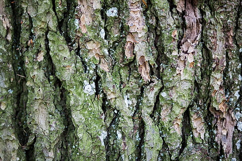 bark tree forest, Closeup, Bark, Tree, Forest, nature, tree Trunk, backgrounds, pattern, woodland, wood - Material, close-up, brown, textured, plant, abstract, material, rough, full frame, trunk, growth, no people, plant bark, day, moss, outdoors, natural pattern, beauty in nature, lichen, textured effect, 2K, CC0, public domain, royalty free