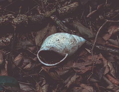 płytki, fotografia fokusowa, szary, muszla, biały, brązowy, wysuszony, odchodzi, las, jezioro, Natura, dzień, żadnych ludzi, liść, wylądować, suchy, część rośliny, roślina, zbliżenie, wysoki kąt widzenia, jedzenie, jedzenie i picie, jajko, na dworze, pole, jajo zwierząt, kula, piłka, Bezpośrednio powyżej, wzrost, 4K, CC0, domena publiczna, darmowe zdjęcia