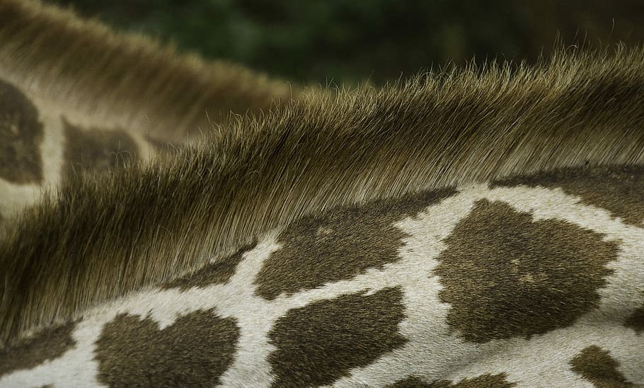 detailní, fotografie, žirafa, zadní, vzor, srst, volně žijících živočichů, hříva, vlasy, zvíře, bod, pozadí, tapeta na zeď, textura, Keňa, Afrika, krk, kůže, jednoho zvířete, zvířat, savec, zvířecí chlupy, část těla zvířete, nikdo, domácí zvířata, zvířata ve volné přírodě, Příroda, obratlovců, den, rostlina, detail, domácí mazlíčci, domácí, tráva, označení zvířat, venku, zvířecí hlavy, býložravý, 2K