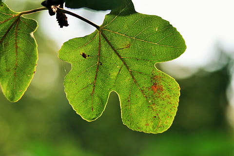 fig, drzewa, odchodzi, liściaste, zielone, Figa, drzewa, liściasty, warzywa, ogród botaniczny, prace ogrodowe, na dworze, rośliny, flora, makro, ścieśniać, listowie, rozwój, naturalny, wzrost, jasny, kolorowy, łodygi, gałęzie, liść, zielony kolor, Natura, zbliżenie, żadnych ludzi, dzień, część rośliny, roślina, skupić się na pierwszym planie, piękno natury, drzewo, żyła liściowa, świeżość, Oddział, spokój, jesień, Gałązka, 1080P, CC0, domena publiczna, darmowe zdjęcia