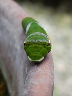 Caterpillar, Face, Cute, green, hello, funny, natural, one animal, green color, close-up, outdoors, human body part, animal wildlife, animals in the wild, day, one person, vertebrate, real people, selective focus, reptile, human hand, hand, focus on foreground, nature, animal eye, finger, poisonous, 4K, CC0, public domain, royalty free