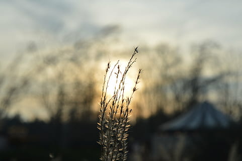 sol, cel, posta de sol, herba, circ, planta, naturalesa, creixement, centrar-se en primer pla, bellesa a la natura, tranquil·litat, cap gent, paisatge, agricultura, primer pla, medi ambient, escenics - natura, terra, camp, escena tranquil·la, cultiu, a l'aire lliure, núvol - cel, 4K, CC0, domini públic, lliure de regalies