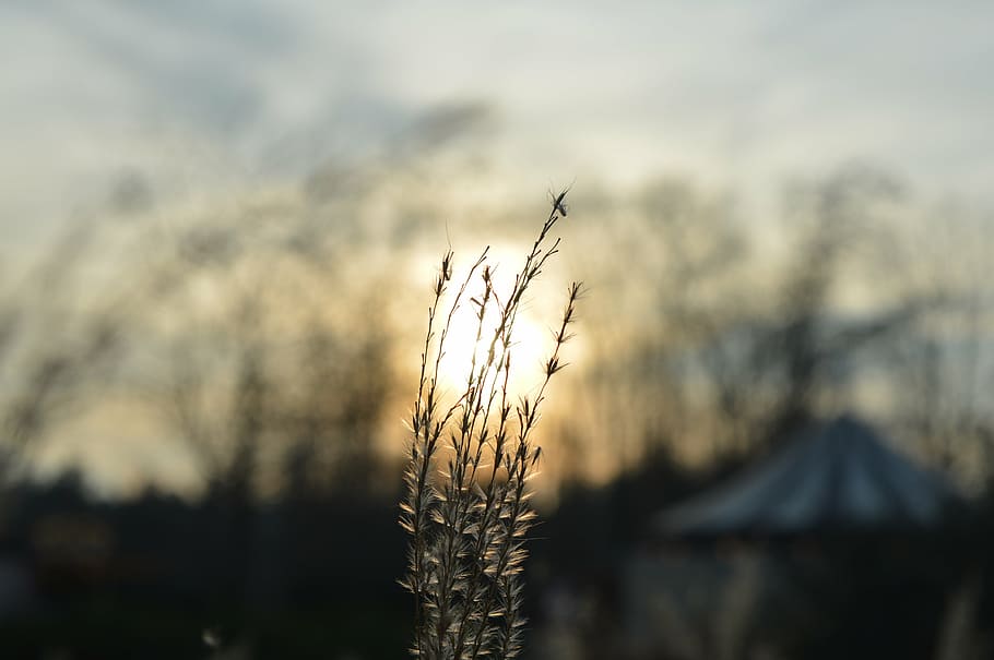 sol, cel, posta de sol, herba, circ, planta, naturalesa, creixement, centrar-se en primer pla, bellesa a la natura, tranquil·litat, cap gent, paisatge, agricultura, primer pla, medi ambient, escenics - natura, terra, camp, escena tranquil·la, cultiu, a l'aire lliure, núvol - cel, 4K