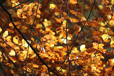 blad, backlight, herfst, boom, fabriek, deel van de plant, geen mensen, natuur, tak, focus op de voorgrond, verandering, schoonheid in de natuur, groei, detailopname, dag, buitenshuis, kalmte, selectieve aandacht, kwetsbaarheid, breekbaarheid, fruit, bladeren, 5K, CC0, publiek domein, royaltyvrij
