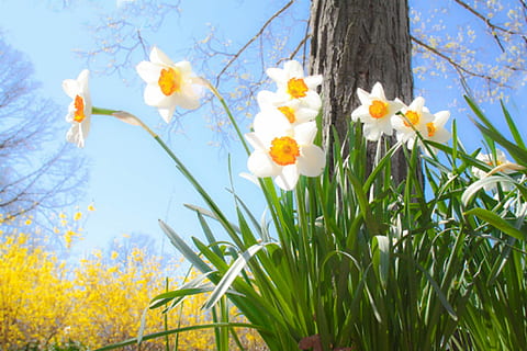 fotografia, blanc, flors, flor blanca, gespa verda, narcisos, primavera, Pasqua, flor, naturalesa, planta, creixement, narcís, planta amb flors, frescor, fragilitat, bellesa a la natura, arbre, vulnerabilitat, cel, cap gent, dia, vista d’angle baix, a l'aire lliure, groc, herba, camp, cap de flor, 2K, CC0, domini públic, lliure de regalies