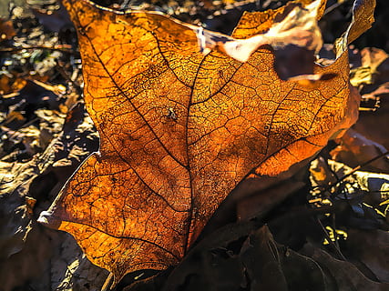 Laubfall, Natur, Blatt, fallen, rot, Herbst, hell, Veränderung, trocken, Tag, Pflanzenteil, Nahansicht, orange Farbe, Pflanze, Fokus auf den Vordergrund, Blattvene, Blätter, keine Leute, Sonnenlicht, Schönheit in der Natur, draußen, Verletzlichkeit, Zerbrechlichkeit, Baum, Ahornblatt, natürlicher Zustand, Herbstkollektion, getrocknet, 2K, CC0, gemeinfrei, lizenzfrei