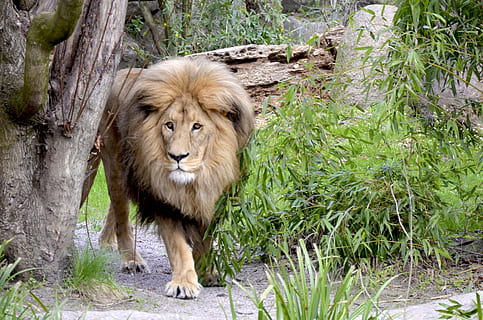 marrón, verde, árboles de hojas, tiempo de día, león, hoja verde, arboles, gato, grande, salvaje, gato montés, Gato grande, melena de leon, gran juego, África, melena, animal salvaje, noble, elegante, un animal, animales en la naturaleza, fauna animal, temas de animales, al aire libre, día, animal, mamífero, león felino, felino, planta, vertebrado, nadie, naturaleza, carnivora, animal macho, árbol, retrato, en pie, zoo, 4K, CC0, dominio público, libre de derechos