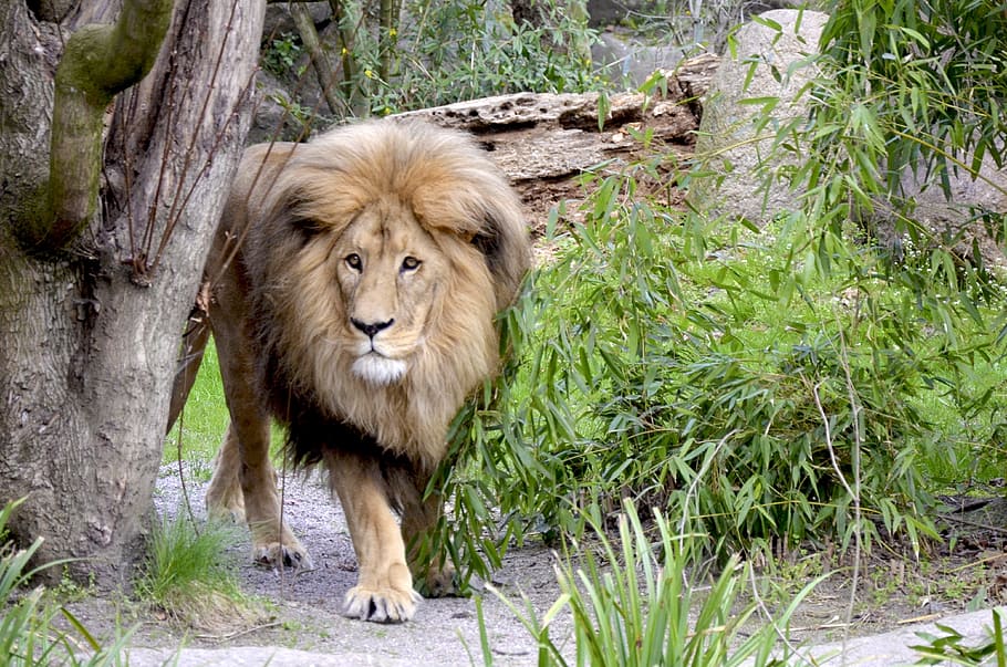 marrón, verde, árboles de hojas, tiempo de día, león, hoja verde, arboles, gato, grande, salvaje, gato montés, Gato grande, melena de leon, gran juego, África, melena, animal salvaje, noble, elegante, un animal, animales en la naturaleza, fauna animal, temas de animales, al aire libre, día, animal, mamífero, león felino, felino, planta, vertebrado, nadie, naturaleza, carnivora, animal macho, árbol, retrato, en pie, zoo, 4K