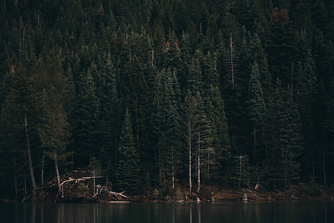 Wald, Nächster, Karosserie, Wasser, Kiefern, Baum, dick, überfüllt, Reflexion, Kiefer, Grün, vsco, kreative Kommune, erstellen, erkunden, wandern, optoutside, Reservoir, Schlucht, amerikanische Gabel, Utah, See, Landschaft, Pflanze, Ruhe, Schönheit in der Natur, ruhige Szene, Ufergegend, keine Leute, Land, Szenen - Natur, Natur, Nicht-städtische Szene, Wachstum, Tag, draußen, Nadelbaum, 5K, CC0, gemeinfrei, lizenzfrei