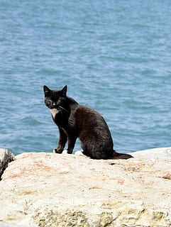 Strand, schwarze Katze, Haustier, Istanbul, Katze, Truthahn, Tier, Hauskatze, Säugetier, Natur, Haustiere, katzenartig, draußen, suchen, süß, ein Tier, Tiere jagen, Tierthemen, keine Leute, Wasser, Wirbeltier, inländisch, Tag, Rock, solide, schwarze Farbe, Rock - Objekt, 2K, CC0, gemeinfrei, lizenzfrei
