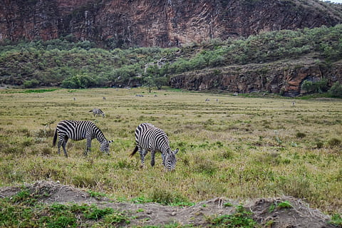 zebre, pascolo, nel, Kenia, fauna selvatica, a strisce, temi animali, animali allo stato selvatico, mammifero, pianta, zebra, animale, gruppo di animali, albero, erba, terra, safari, campo, natura, vertebrato, animali domestici, giorno, nessuno, erbivoro, all'aperto, 5K, CC0, dominio pubblico, privo di copyright