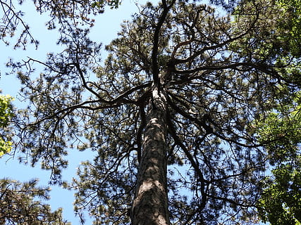 pineta, albero, pino, Inquadratura dal basso, natura, giorno, nessuno, cielo, pianta, tronco, tronco d'albero, crescita, ramo, la tranquillità, bellezza nella natura, foresta, alto - alto, terra, all'aperto, luce del sole, baldacchino di albero, colore verde, direttamente sotto, 4K, CC0, dominio pubblico, privo di copyright