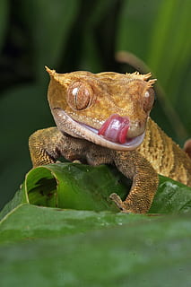 fotografia macro, marró, rèptil, full, gecko, macro, primer pla, imatge, detalls, llengua, llepar, boca, llavis, nou gecko amb cresta de Caledònia, naturalesa, vida salvatge, foto, temes d'animals, animal, un animal, vertebrats, animals a la natura, fauna animal, color verd, part de la planta, enfocament selectiu, cap gent, part del cos dels animals, amfibi, dia, granota, a l'aire lliure, planta, boca oberta, 1080P, CC0, domini públic, lliure de regalies