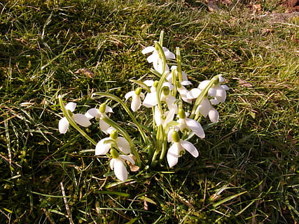 campanilla de febrero, marzo, las flores, primavera, blanco, signos de primavera, prado, naturaleza, flor, hierba, planta, planta floreciendo, el color blanco, belleza en la naturaleza, vulnerabilidad, fragilidad, frescura, crecimiento, pétalo, de cerca, campo, cabeza de flor, tierra, nadie, inflorescencia, día, 4K, CC0, dominio público, libre de derechos