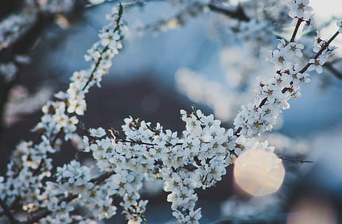 fleurs blanches, fleur, arbre, parc, environnement, Naturel, saisonnier, rose, forêt, Cerise, épanouissement, Fermer, bourgeon, flore, hiver, feuille, Floraison, Météo, fruit, objet, floral, branche, plante, printemps, beauté dans la nature, fraîcheur, fragilité, plante à fleurs, croissance, la nature, vulnérabilité, journée, couleur blanche, fleur de cerisier, se concentrer sur le premier plan, personne, brindille, en plein air, cerisier, tête de fleur, 4K, CC0, domaine public, libre de droits
