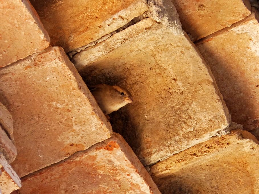 Spatz, Texas, traufe, Nest, Lebensmittel, Essen und Trinken, Brot, Nahansicht, Frische, gebacken, keine Leute, drinnen, gesundes Essen, ein Leib Brot, braun, Vollbild, fertig für den Verzehr, Stillleben, Wohlbefinden, Hintergründe, Bäckerei, High Angle View, Gruppe von Objekten, große gruppe von gegenständen, französisches Essen, 2K