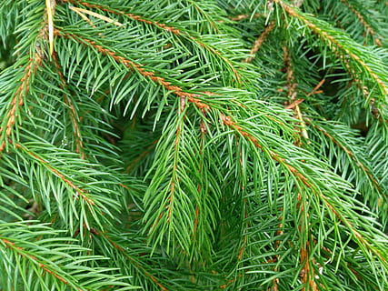 copac de Crăciun, closeup, Brad de Crăciun, a închide, Culoarea verde, natură, Brad, nici o persoana, ac - parte a plantelor, plantă, creştere, frunze, parte a plantelor, copac, zi, frumusețe în natură, cadru complet, ramură, conifer, să se concentreze asupra primelor elemente, în aer liber, fundaluri, liniște, 4K, CC0, domeniu public, fără drepturi de autor