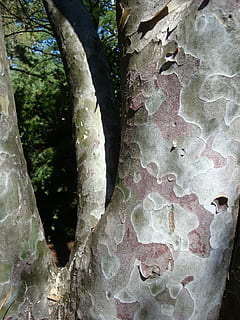 PLATANE, copac, latra, model, texturată, plantă, trunchi de copac, trompă, nici o persoana, a închide, creştere, zi, natură, frumusețe în natură, în aer liber, cadru complet, să se concentreze asupra primelor elemente, fundaluri, modelul natural, stare brută, liniște, erodate, 2K, CC0, domeniu public, fără drepturi de autor