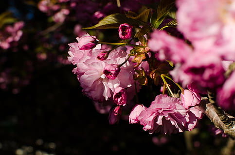 Flor, botões, flora, flores, macro, natureza, planta com flores, cor rosa, plantar, frescura, beleza na natureza, fragilidade, vulnerabilidade, crescimento, pétala, fechar-se, árvore, ramo, ninguém, primavera, cabeça de flor, focar em primeiro plano, inflorescência, ao ar livre, Árvore de cereja, Flor de cerejeira, pólen, Ramo de flores, 4K, CC0, domínio público, royalty free