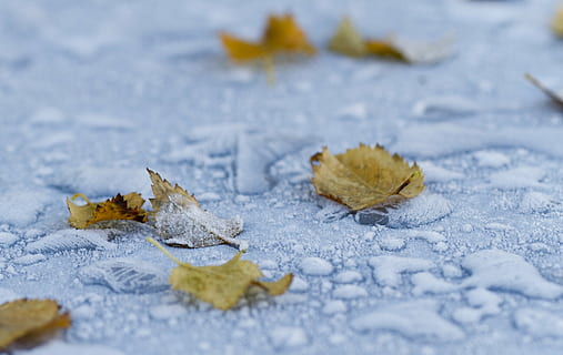 fotografia macro, caído, Castanho, sai, geada, folha, inverno, natureza, fosco, frio, congeladas, exterior, gelo, textura, Z e, temporada, neve, ninguém, fechar-se, temperatura fria, dia, ao ar livre, parte da planta, outono, mudança, foco seletivo, seco, queda, plantar, terra, 2K, CC0, domínio público, royalty free